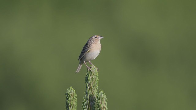 Chingolo Saltamontes - ML244385051