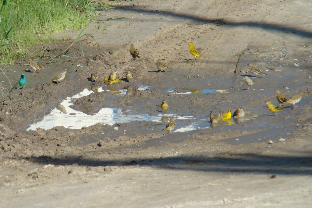 Saffron Finch - Carlos Otávio Gussoni