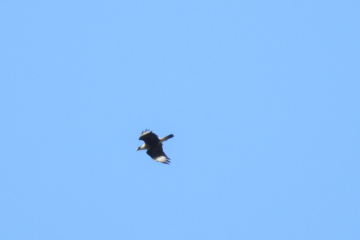 Crested Caracara (Northern) - Heidi  Viteri