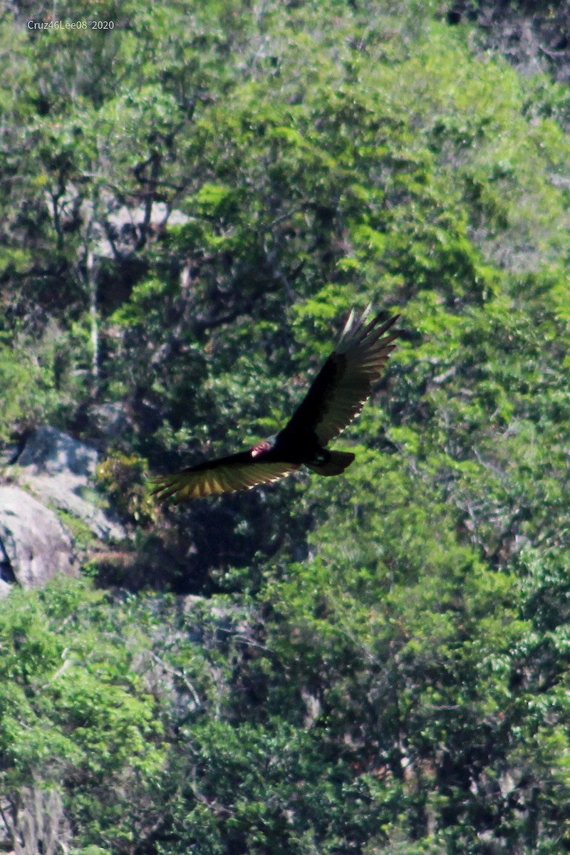 Turkey Vulture - ML244387081