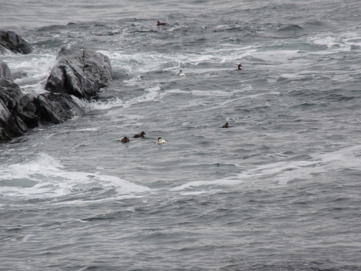 Common Eider - alicia penney