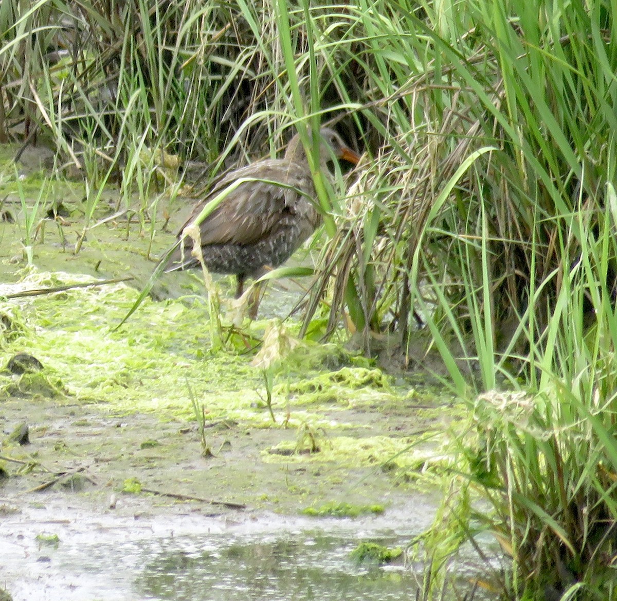 Clapper Rail - ML244388571