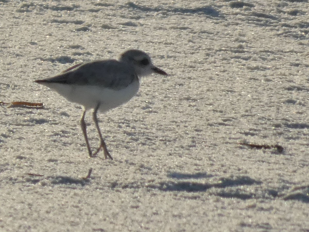 Snowy Plover - ML244389661