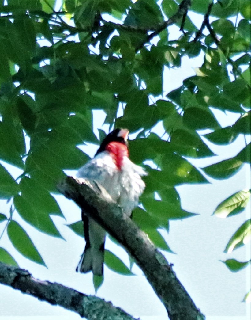 Rose-breasted Grosbeak - valerie heemstra