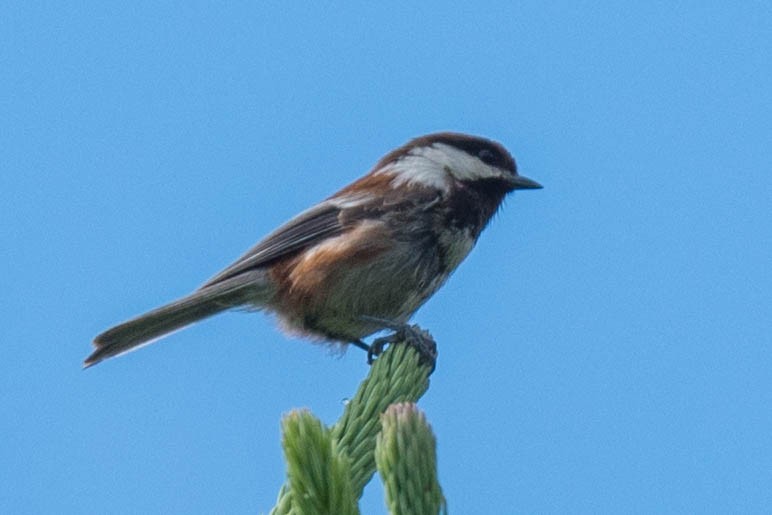 Chestnut-backed Chickadee - ML244390151
