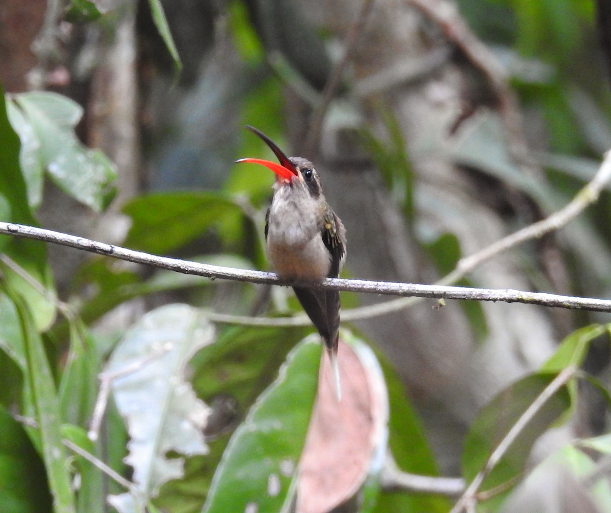 Great-billed Hermit (Margaretta's) - ML244390361