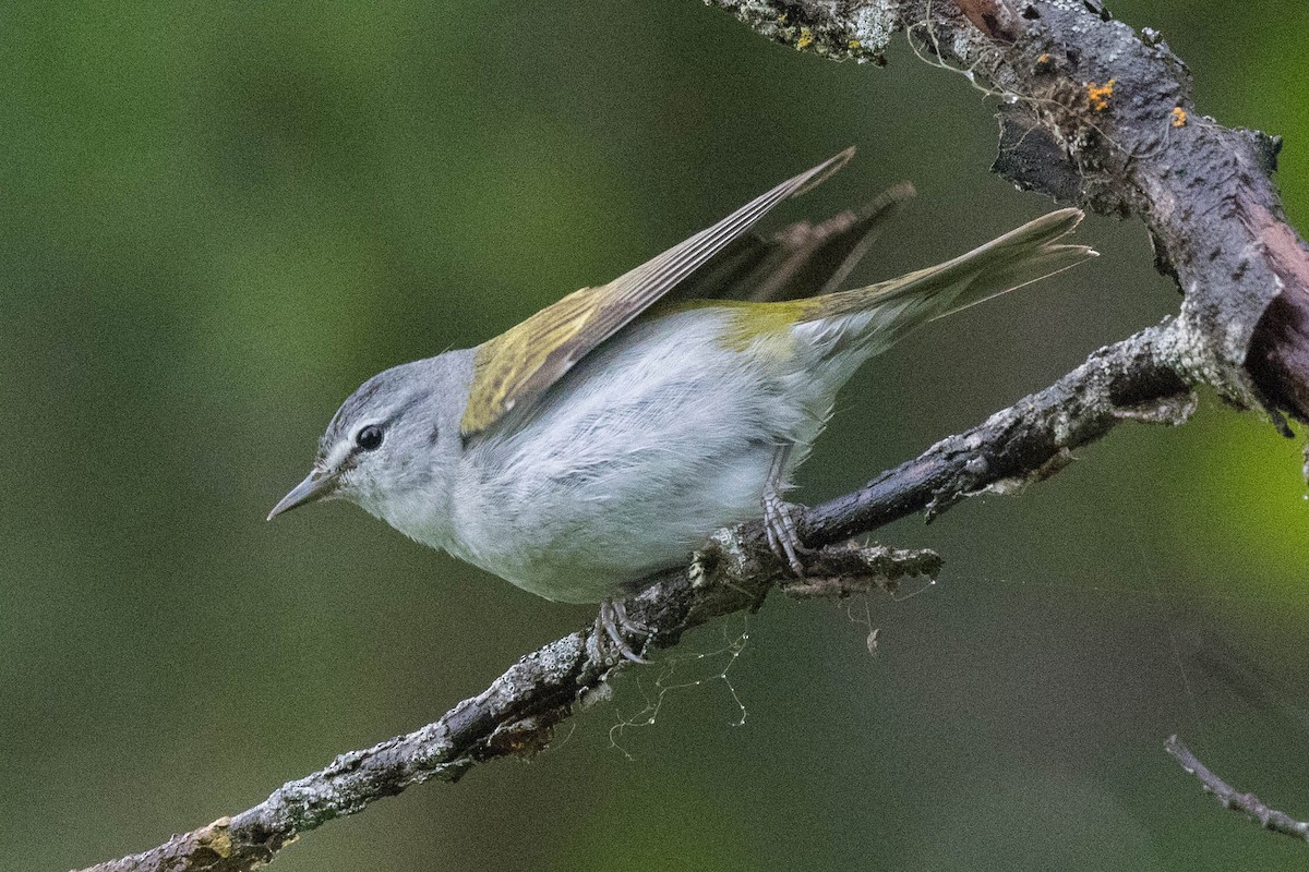 Tennessee Warbler - ML244390421