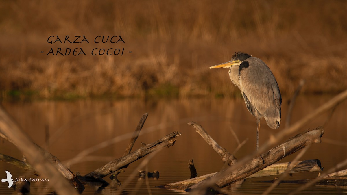 Garza Cuca - ML244390721