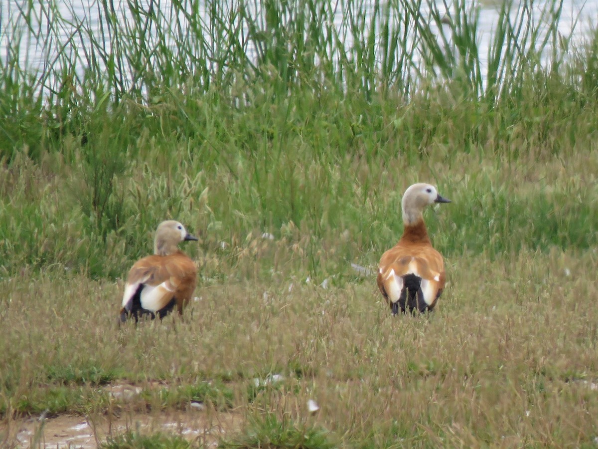 Ruddy Shelduck - Alberto Gasquet Orradre