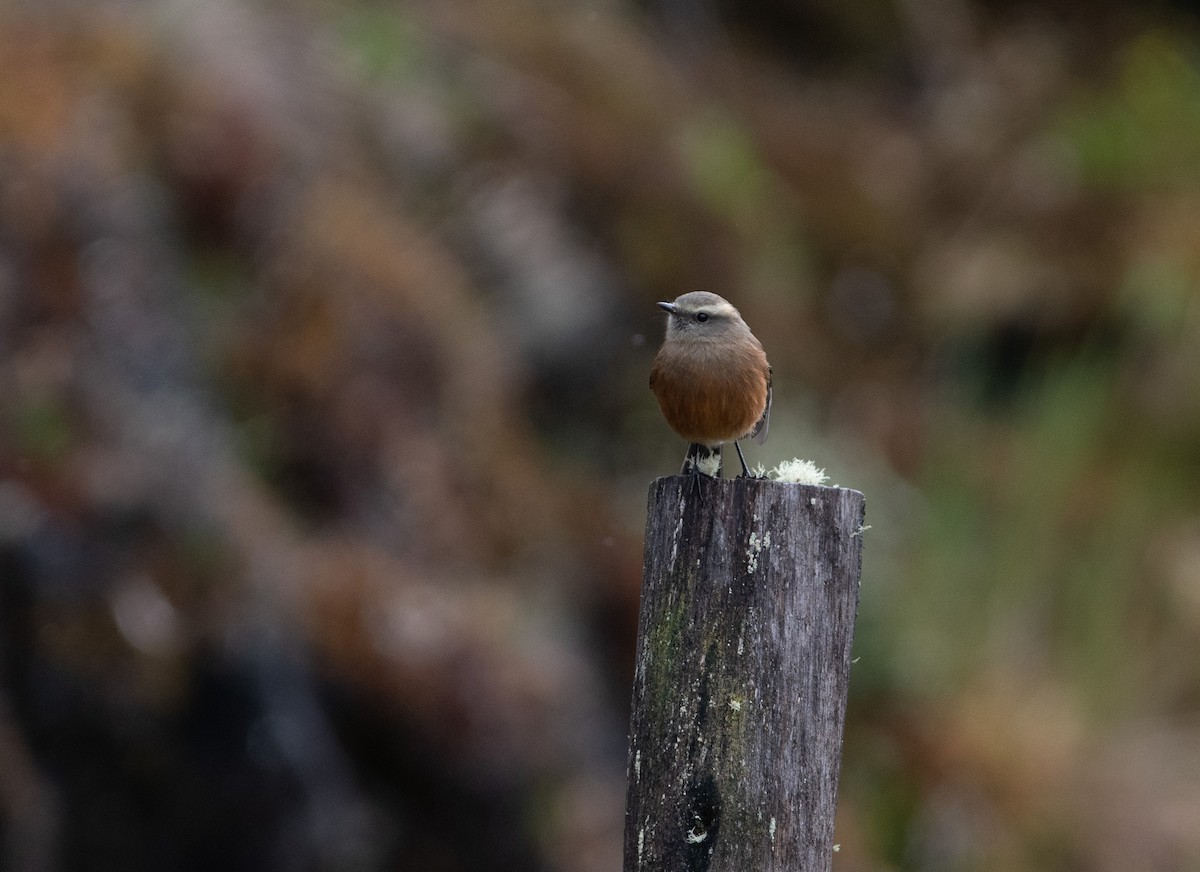 Brown-backed Chat-Tyrant - Brandon Nidiffer