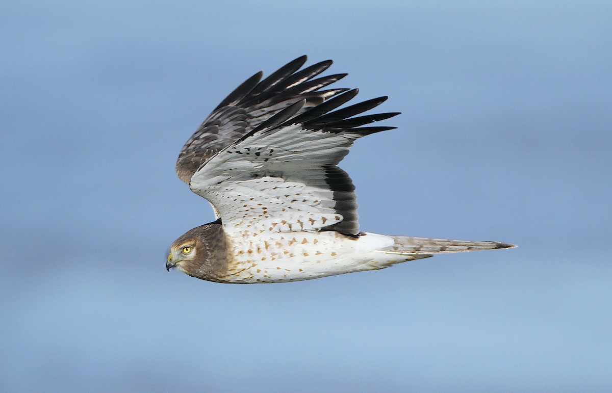 Northern Harrier - Jerry Liguori