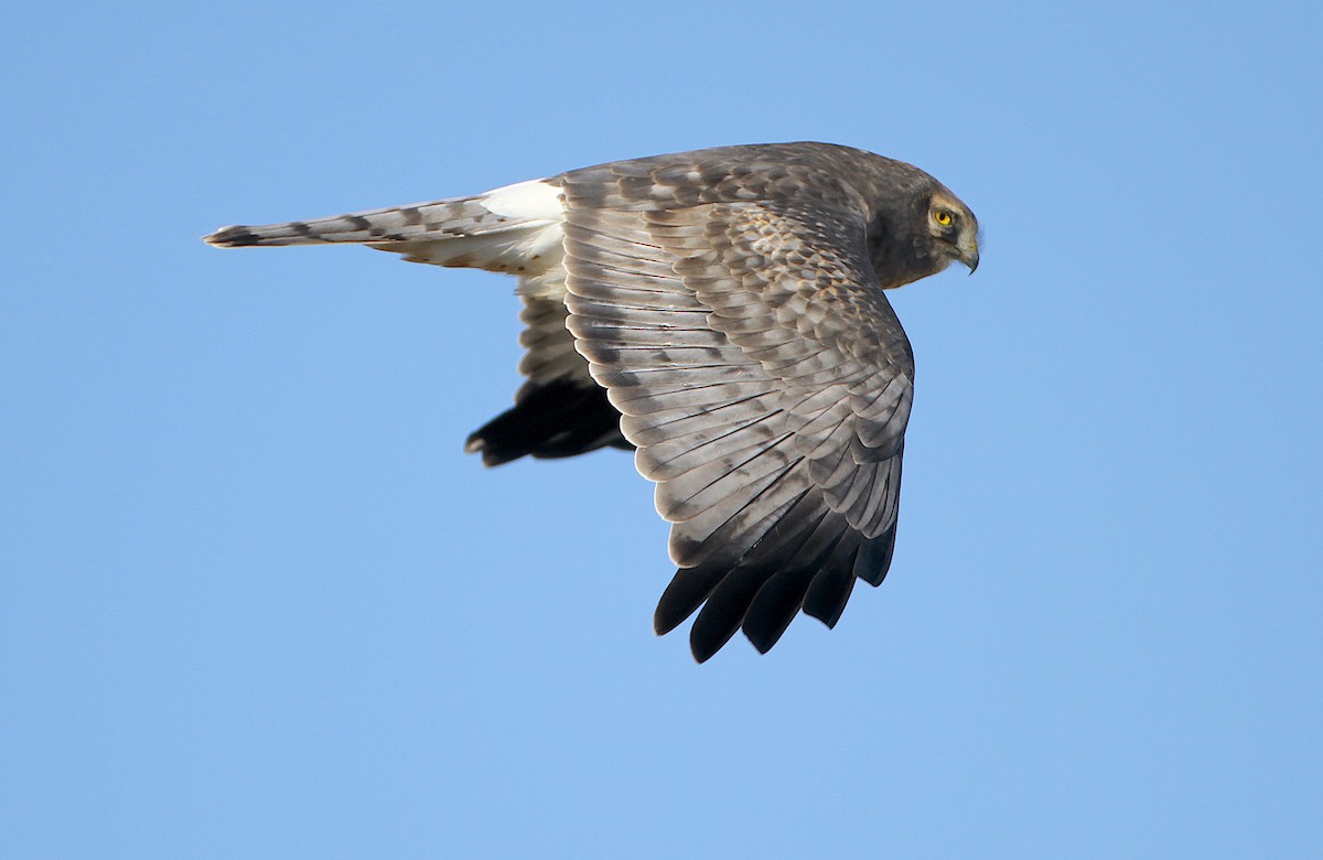 Northern Harrier - Jerry Liguori