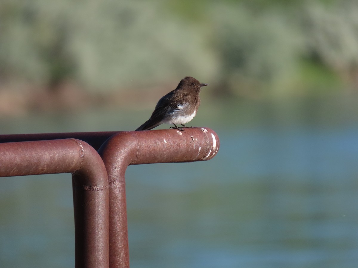 Black Phoebe - ML244392401