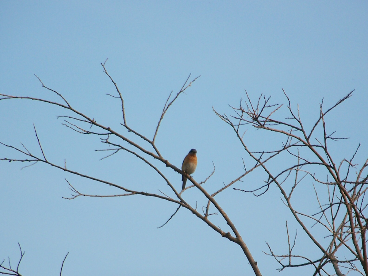 Eastern Bluebird - ML244393581