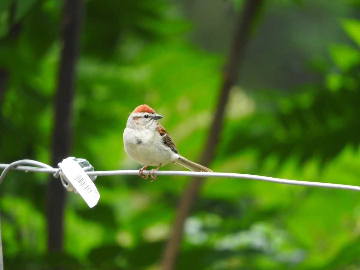 Chipping Sparrow - ML244394721