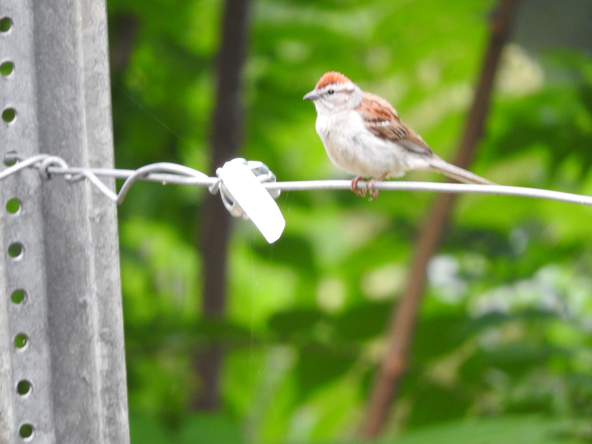 Chipping Sparrow - ML244394751