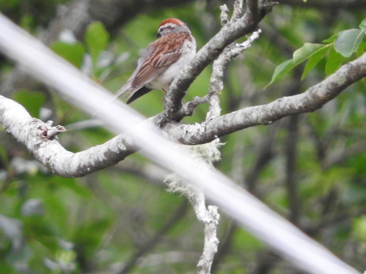 Chipping Sparrow - ML244394771