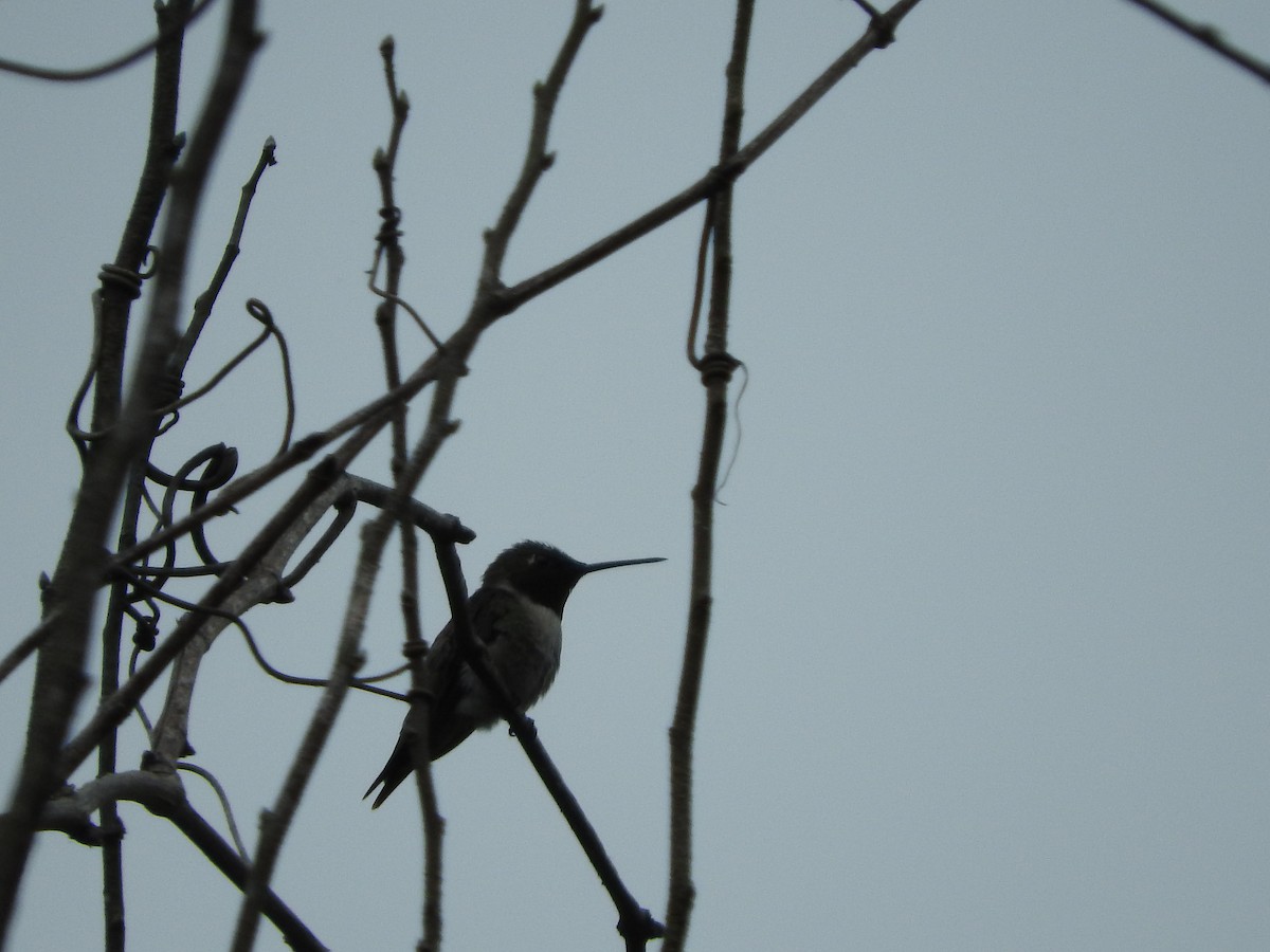 Ruby-throated Hummingbird - Ash Welch