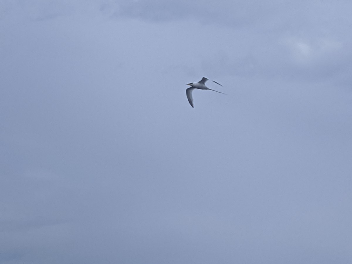 White-tailed Tropicbird - ML244395711
