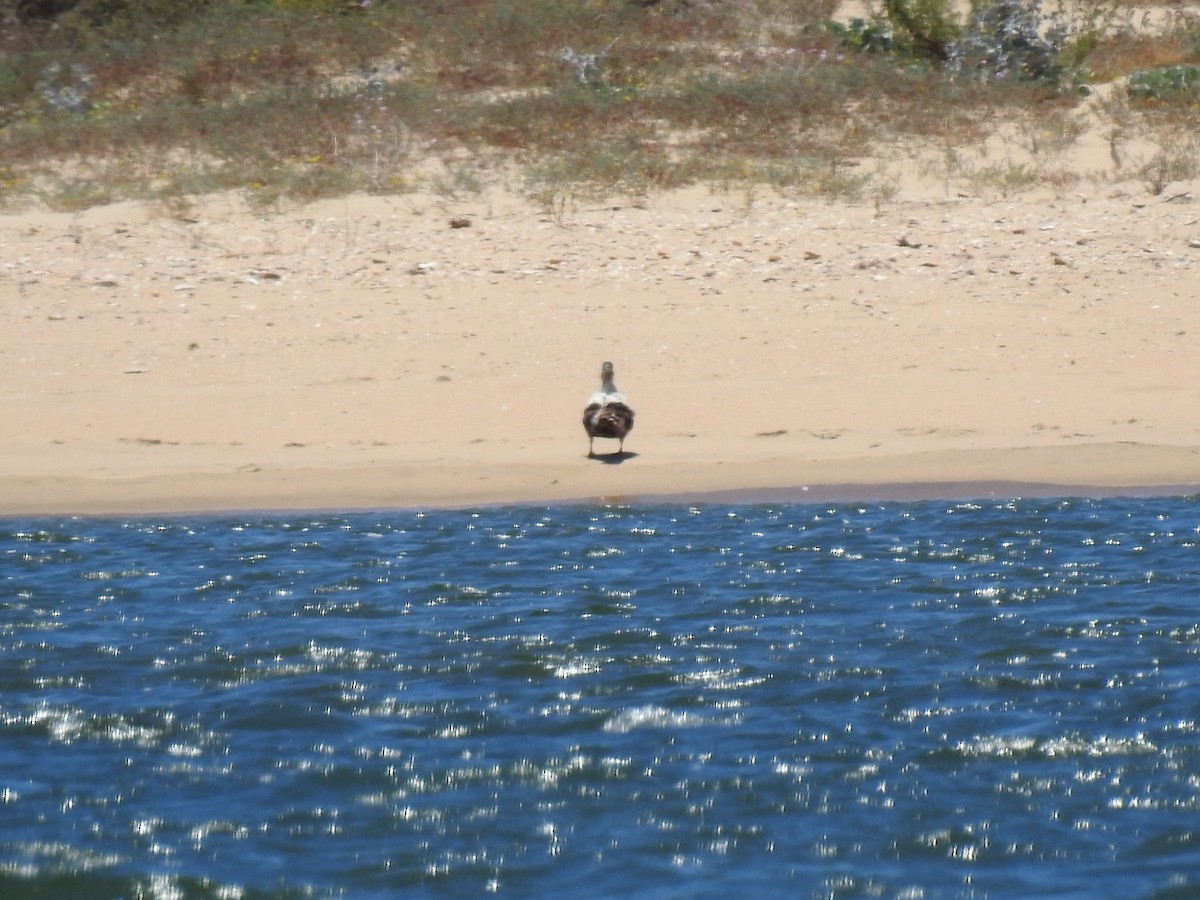 Common Eider - ML244395841