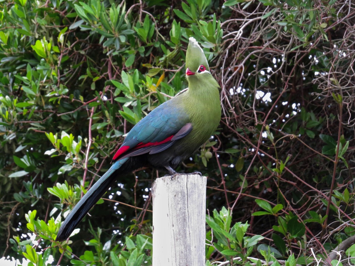 Knysna Turaco - ML244396151