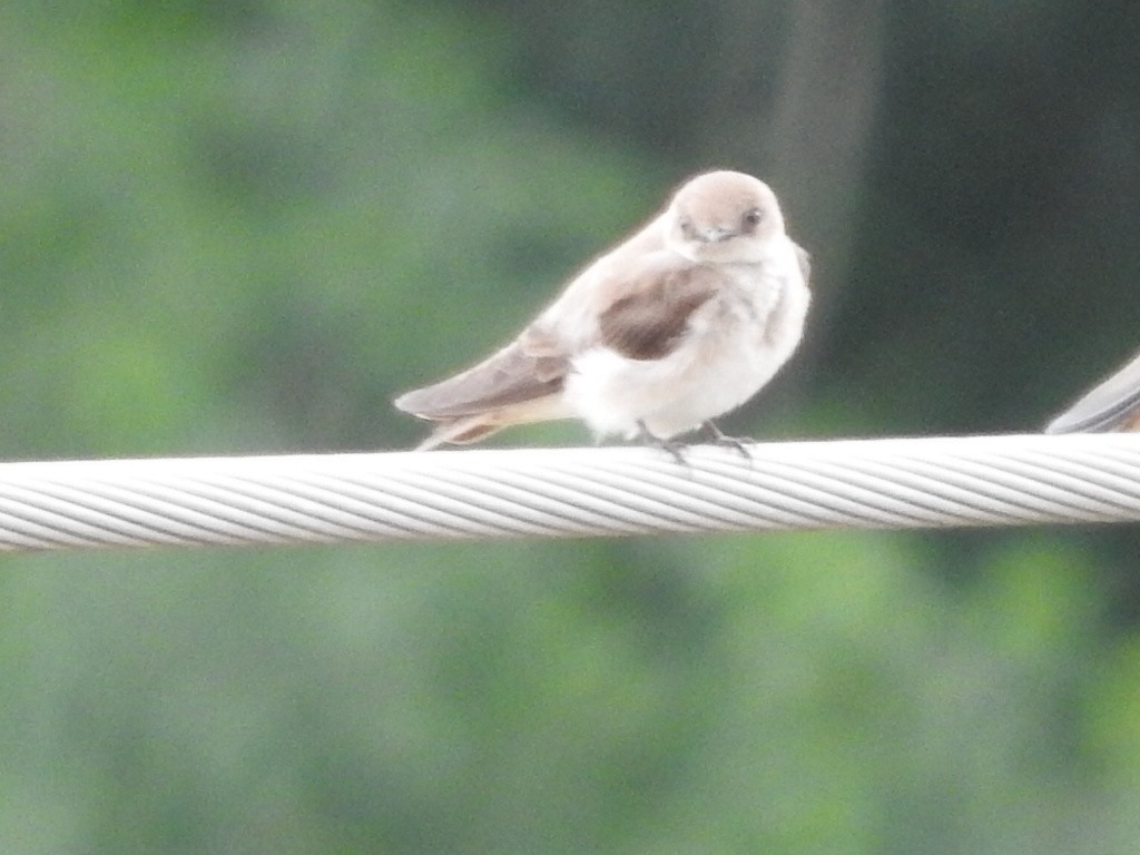 Northern Rough-winged Swallow - Ash Welch