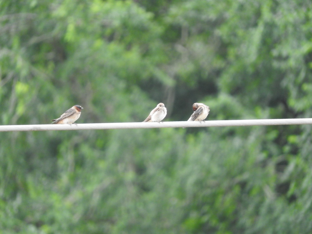 Northern Rough-winged Swallow - Ash Welch