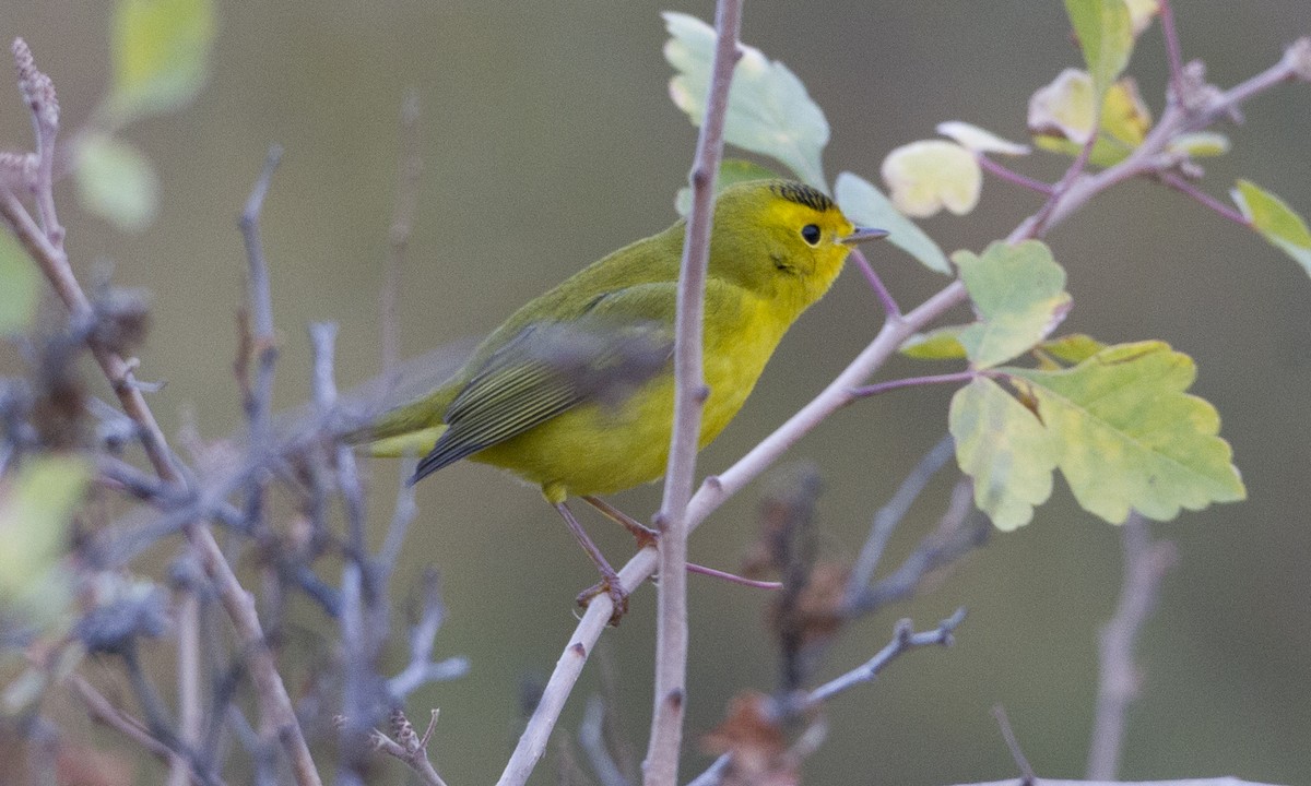 Wilson's Warbler - ML244396451