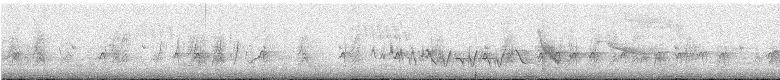 Rock Pigeon (Feral Pigeon) - ML244397941