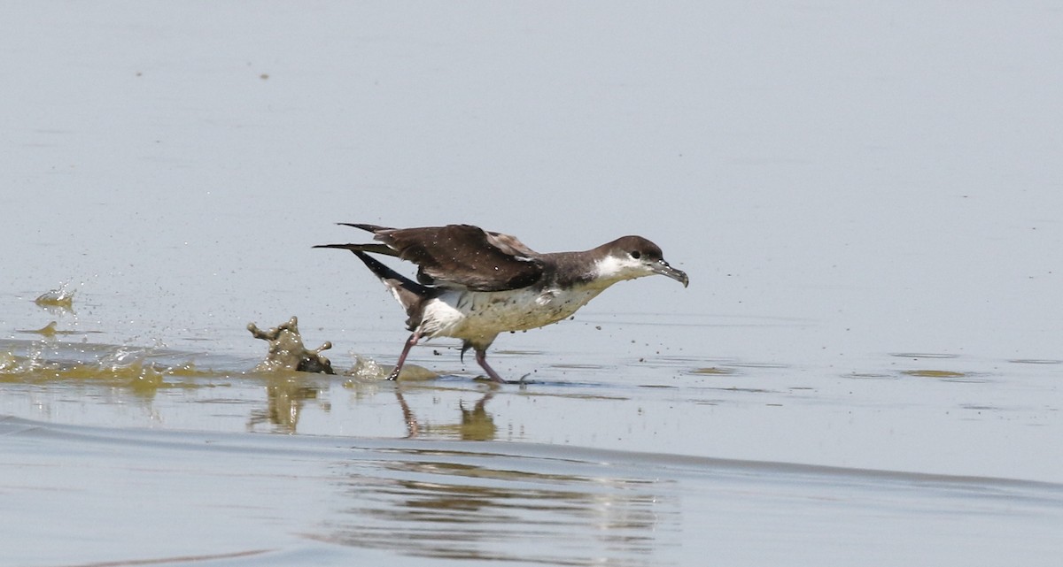 Buller's Shearwater - Tom Benson