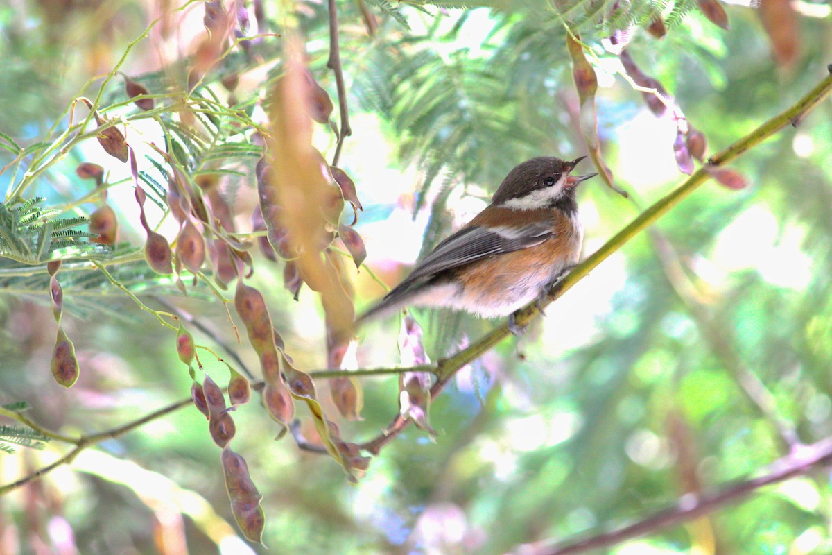 Mésange à dos marron - ML244399561