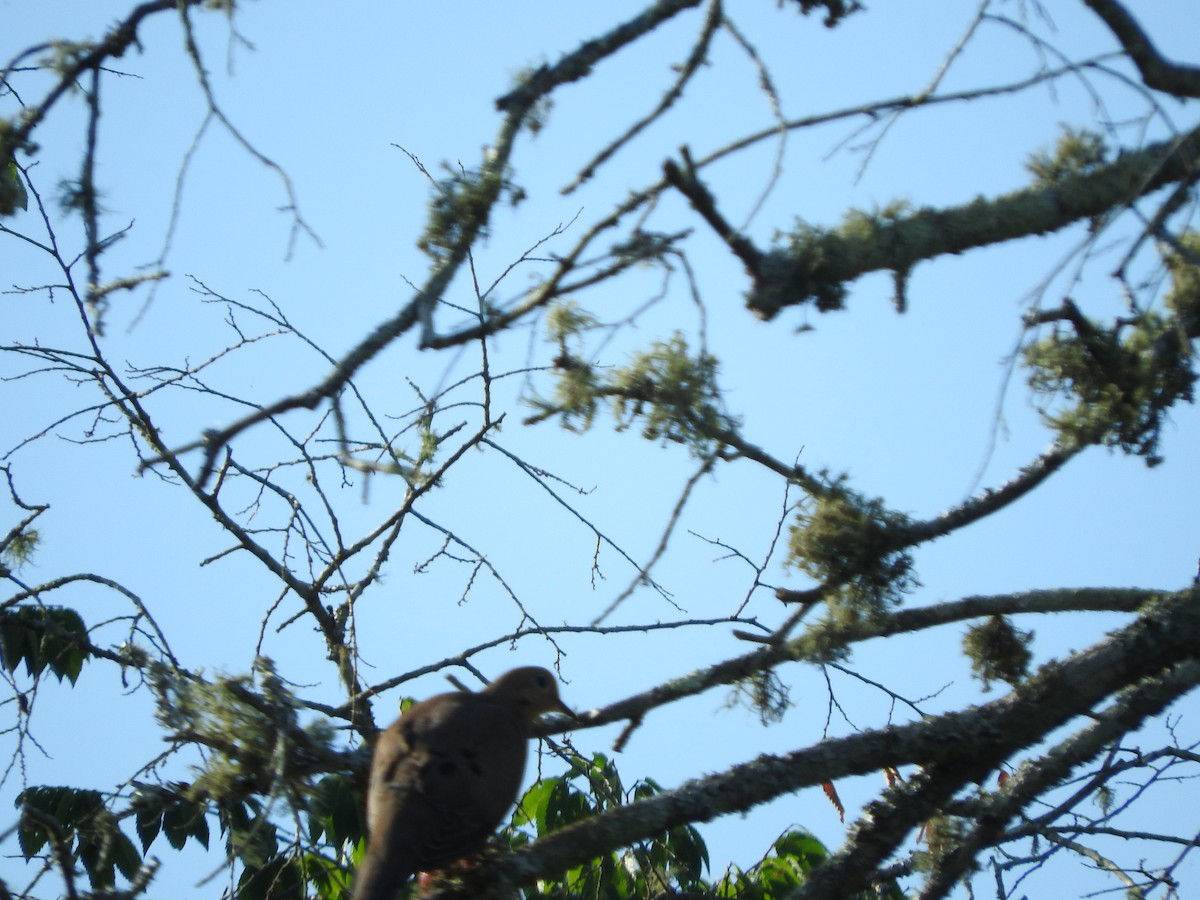 Mourning Dove - ML244399781