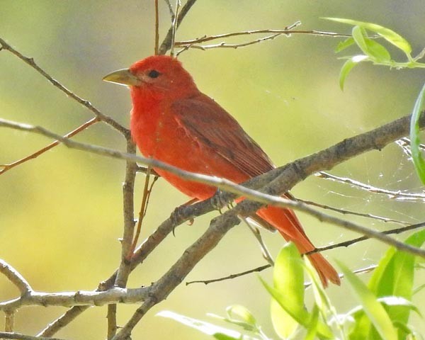 Summer Tanager - Cory Shaw