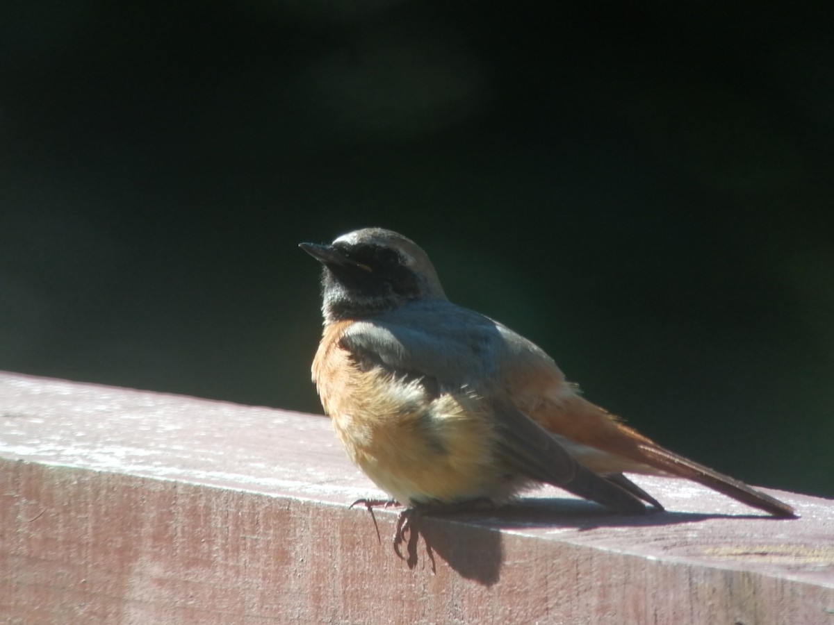 Common Redstart - ML244400531