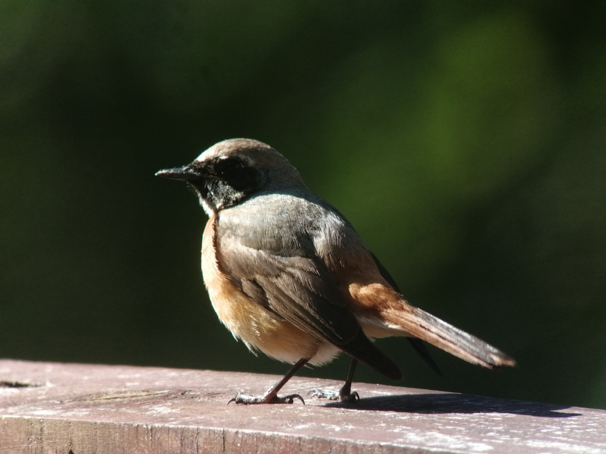 Common Redstart - ML244400551