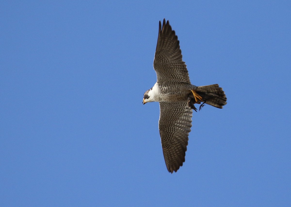 Peregrine Falcon - ML244400771