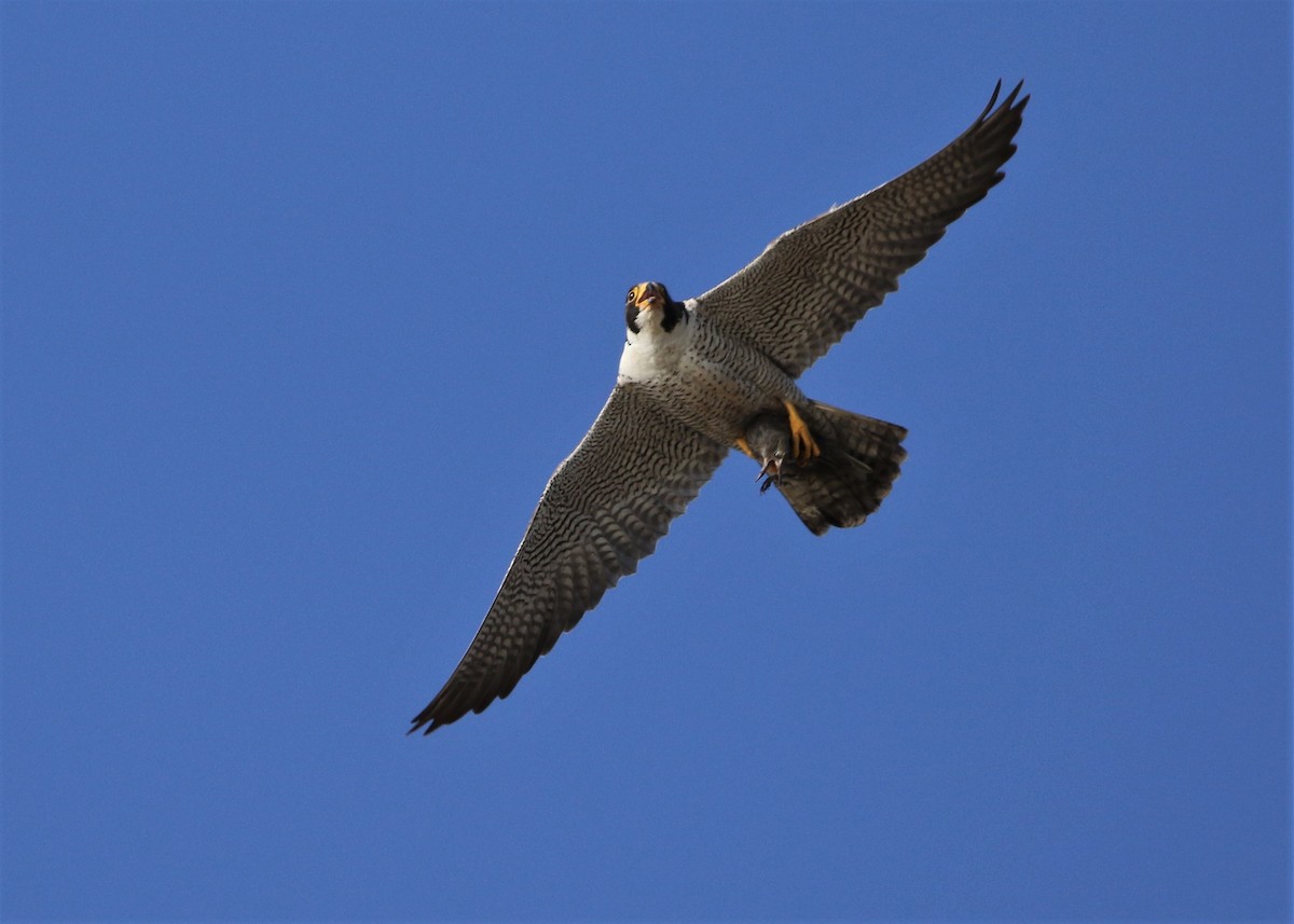 Peregrine Falcon - ML244400781