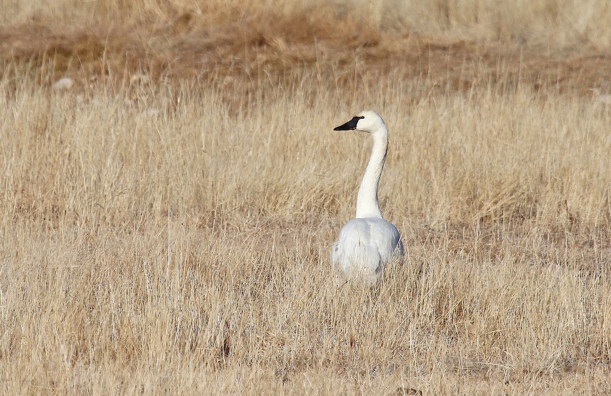 Tundra Swan - ML244401041