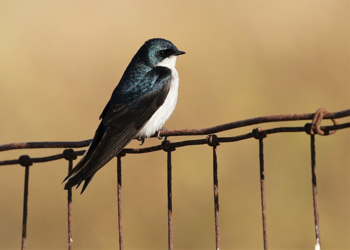 Tree Swallow - ML244401641