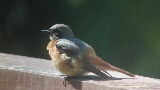 Common Redstart - ML244402611