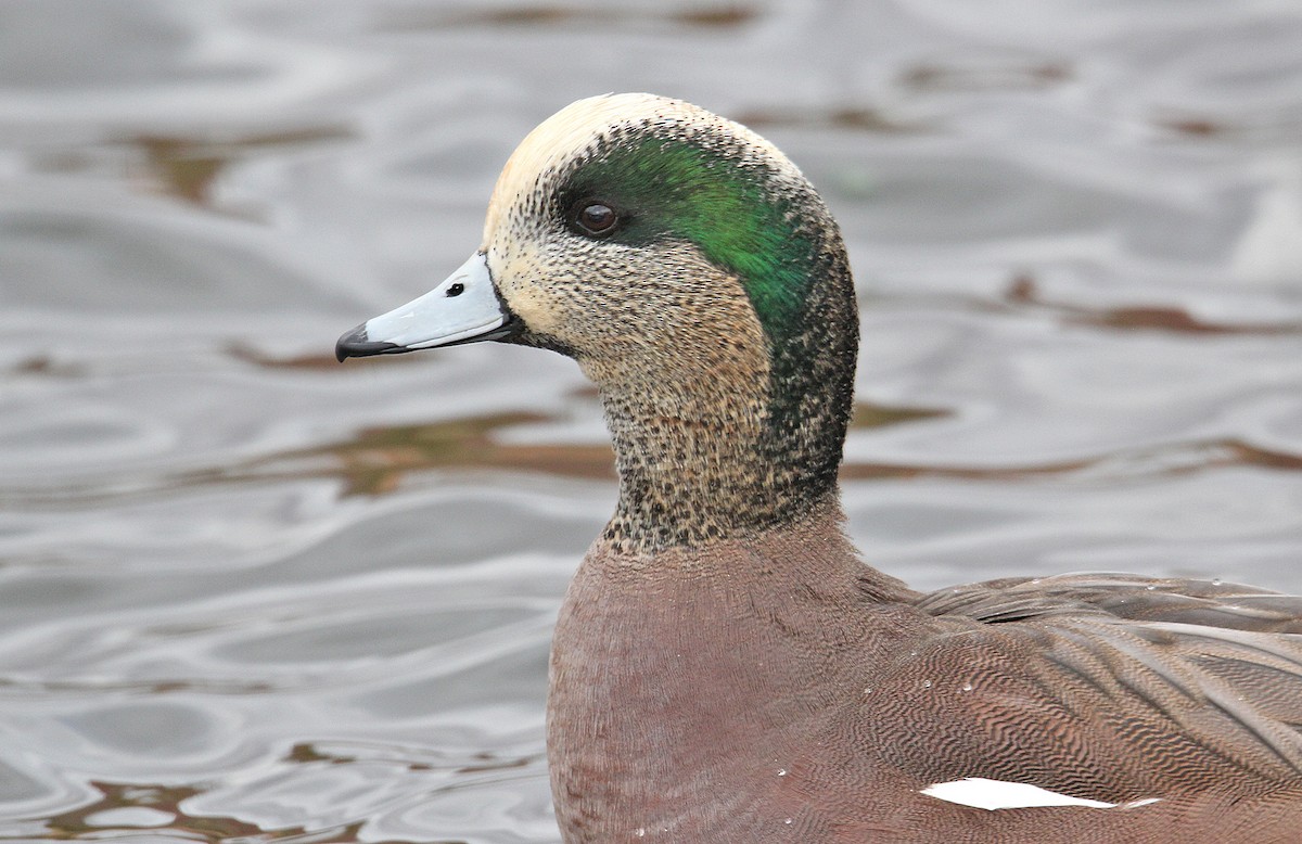 American Wigeon - ML244402791