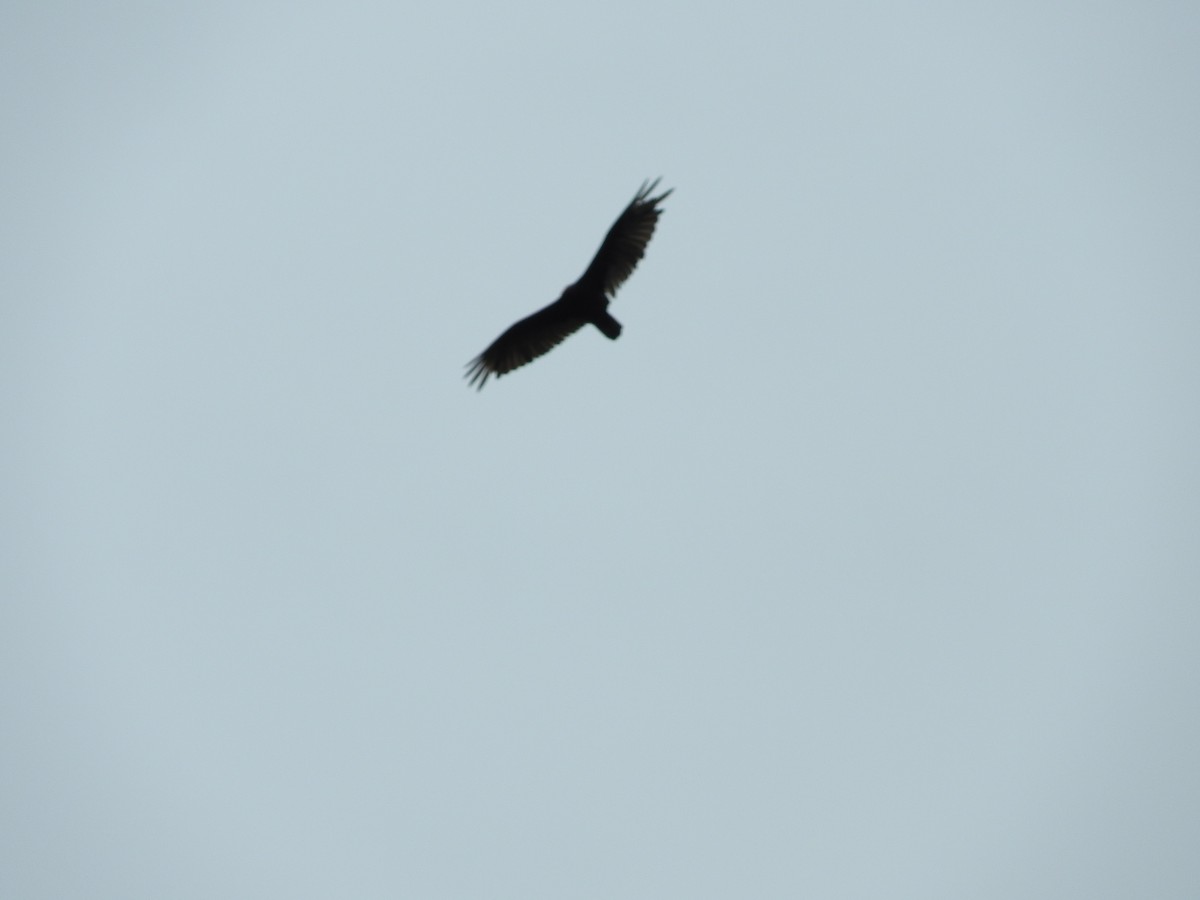 Turkey Vulture - ML244403641