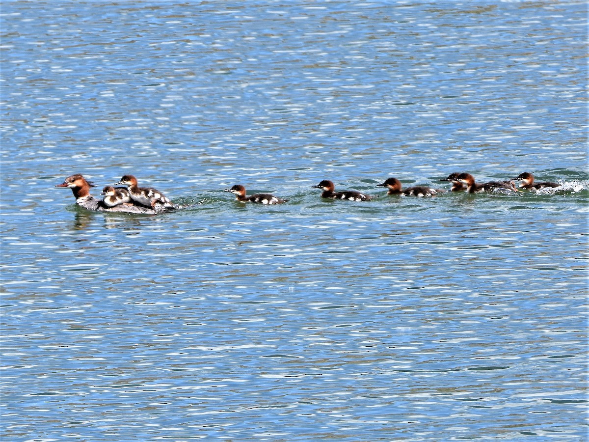 Common Merganser - ML244405921