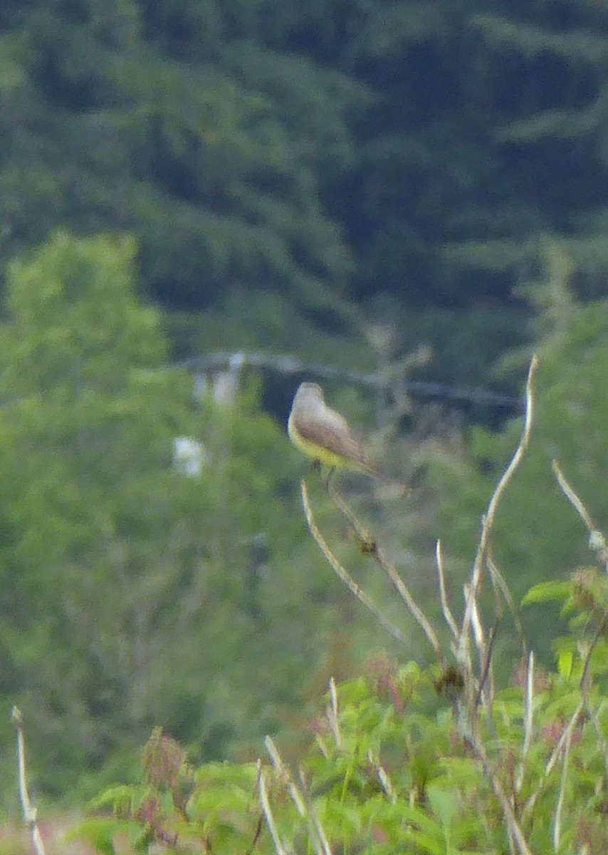 Western Kingbird - Mary McCafferty