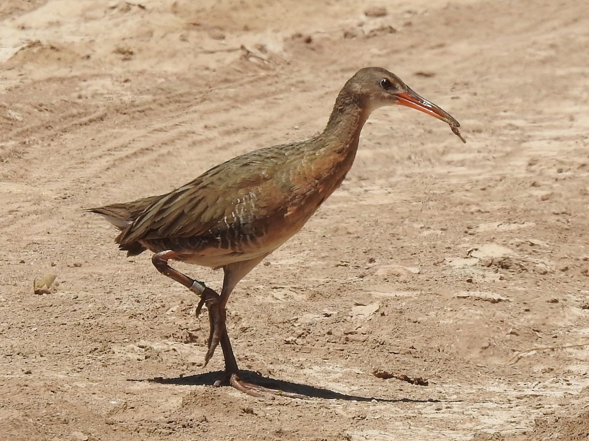 Ridgway's Rail - ML244406711