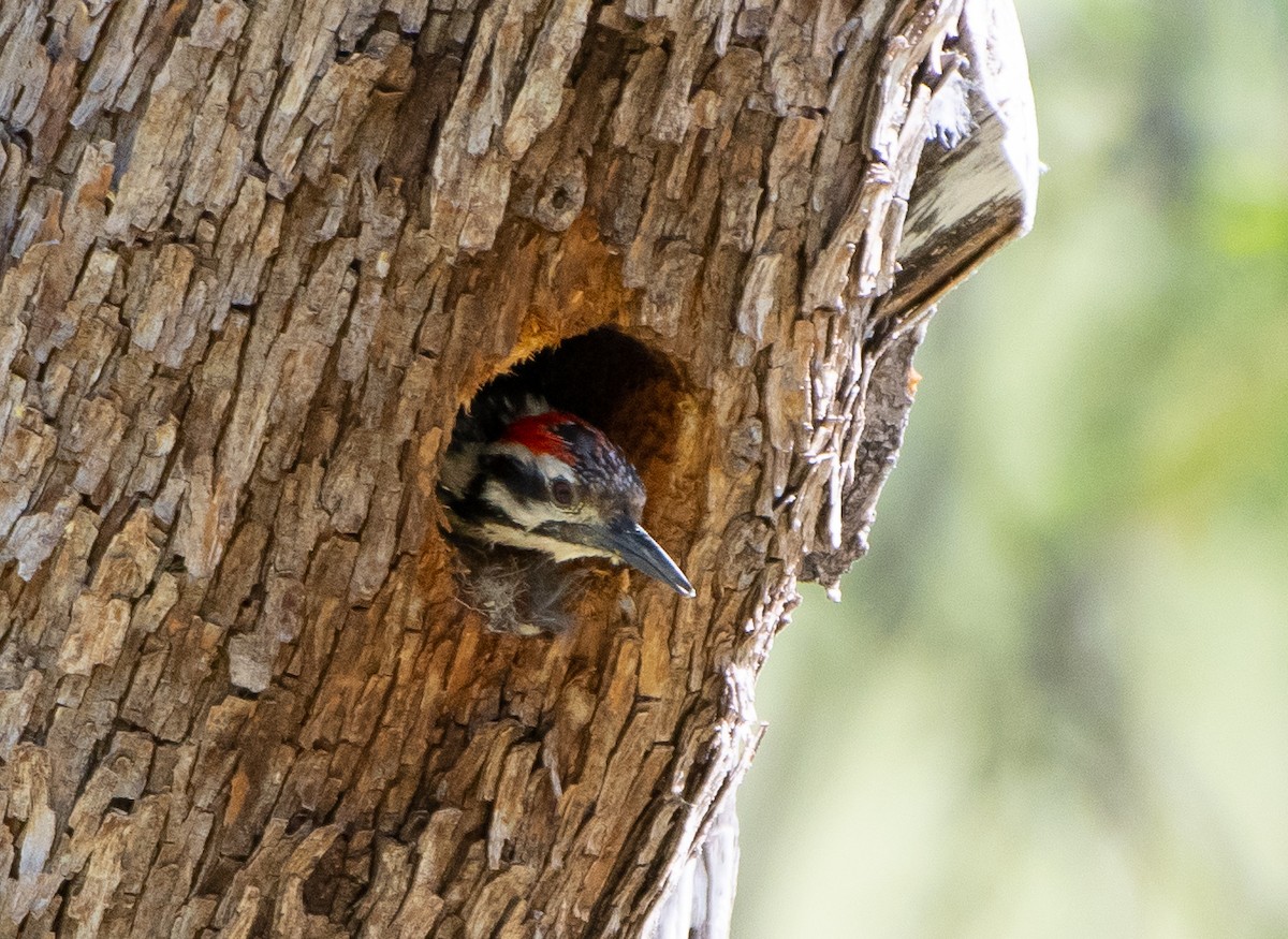 Ladder-backed Woodpecker - Mary McSparen