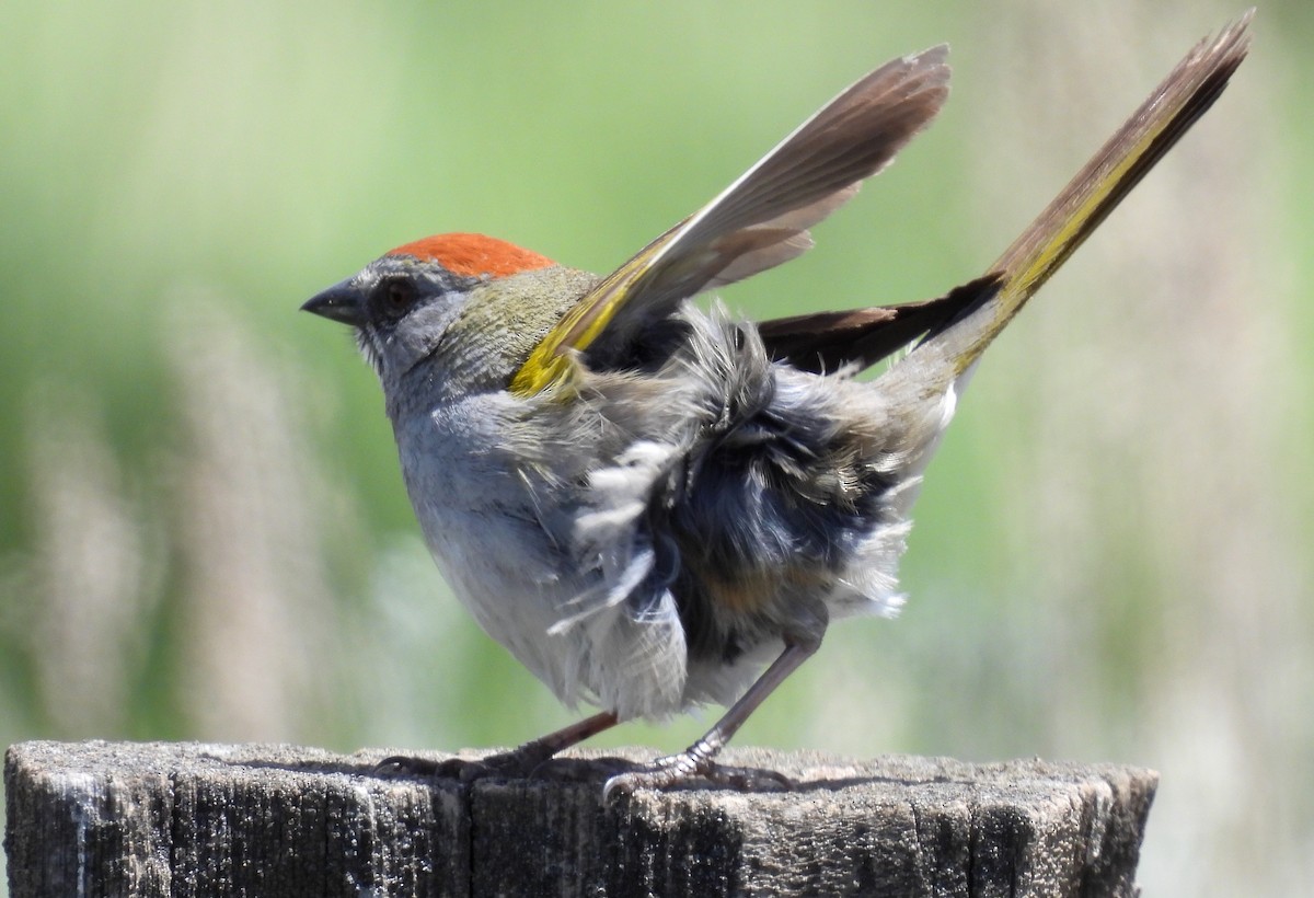 Green-tailed Towhee - ML244407601