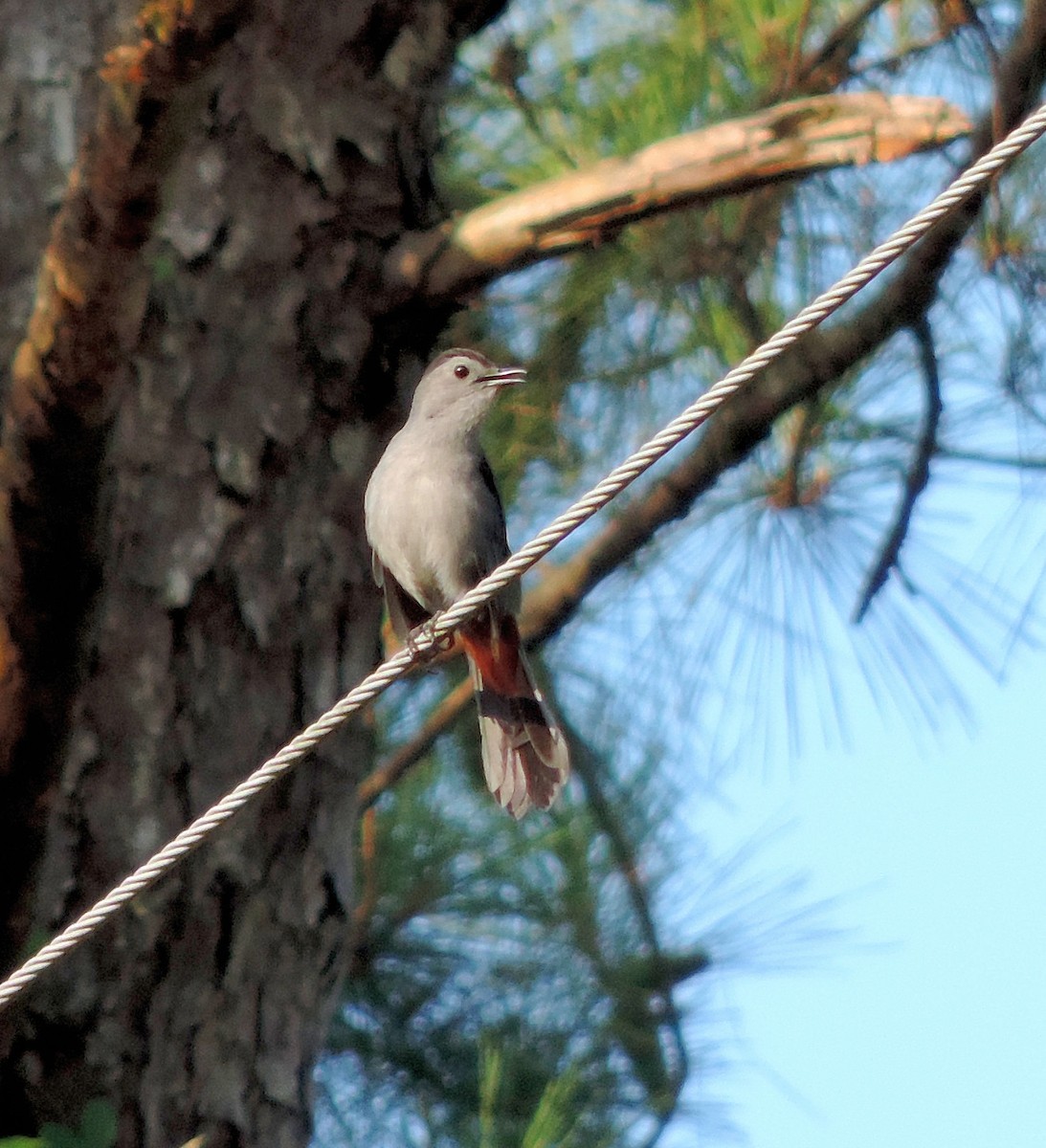 Gray Catbird - ML244408381