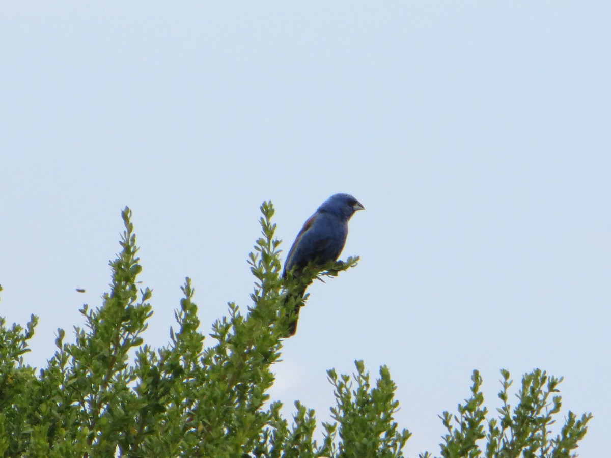 Blue Grosbeak - ML244408871