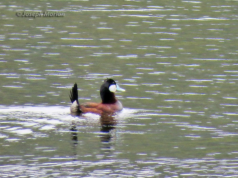 Érismature rousse - ML244409021